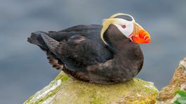 Klimatické zmeny sú príčinou úhynu mníšikov vlasatých