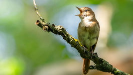 Darwinova prapravnučka: Udržujeme parky v Berlíne v trochu neporiadnom stave, sláviky to potrebujú
