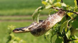 Vedci z Univerzity Komenského prispeli k objavu nového druhu hada