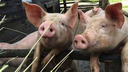 Africký mor ošípaných sa rozširuje aj do okresu Rimavská Sobota