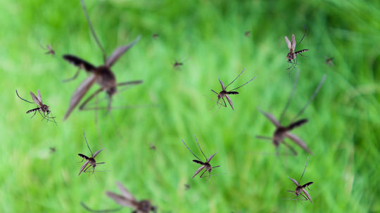 Situácia s komármi je alarmujúca, v Devíne a okolí sa bude zhoršovať. Starostka kritizuje magistrát 