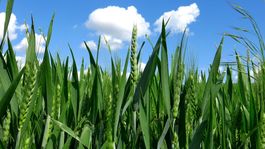 Poľnohospodári aj napriek koronavírusu zakladajú tohtoročnú úrodu