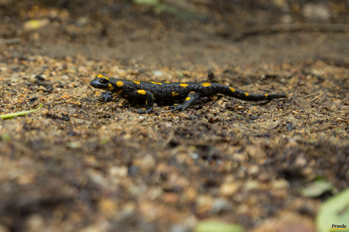 Salamandra v Snoži.