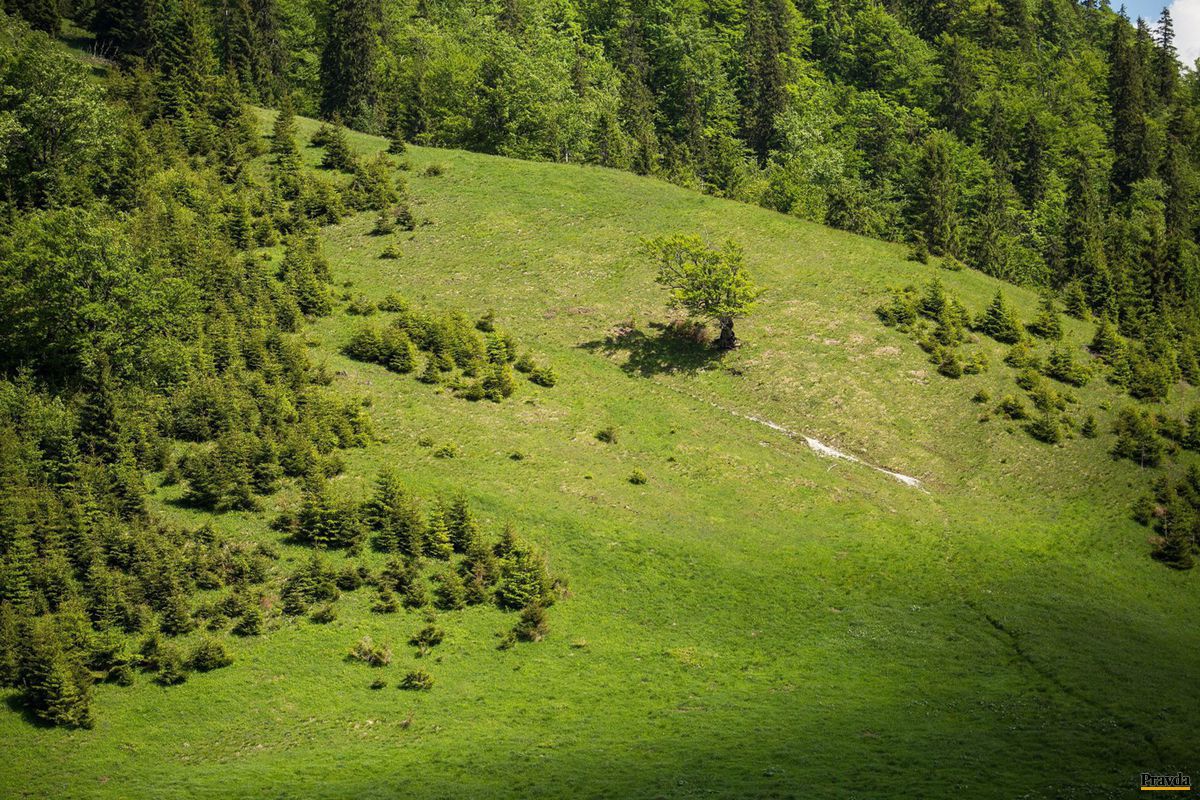 Solitér pred pralesom vo Veľkej Fatre.
