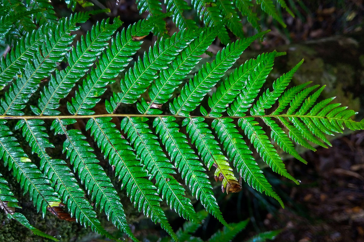 Papradie je jedným z národných symbolov celej...