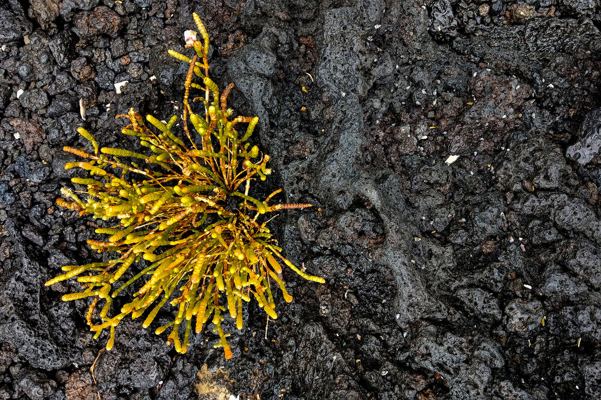Na Novom Zélande sa nachádza veľa vulkánov a...