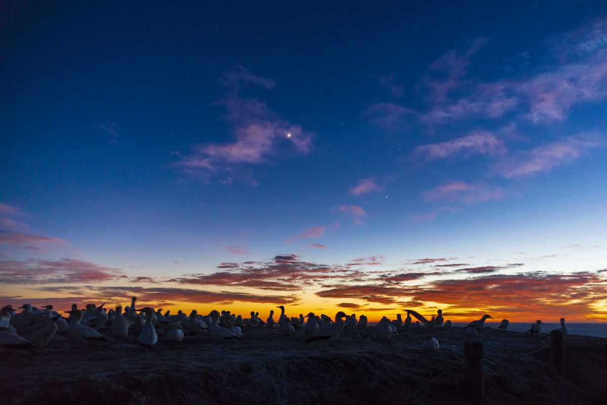 Kolónia divých vtákov tesne pred východom slnka.