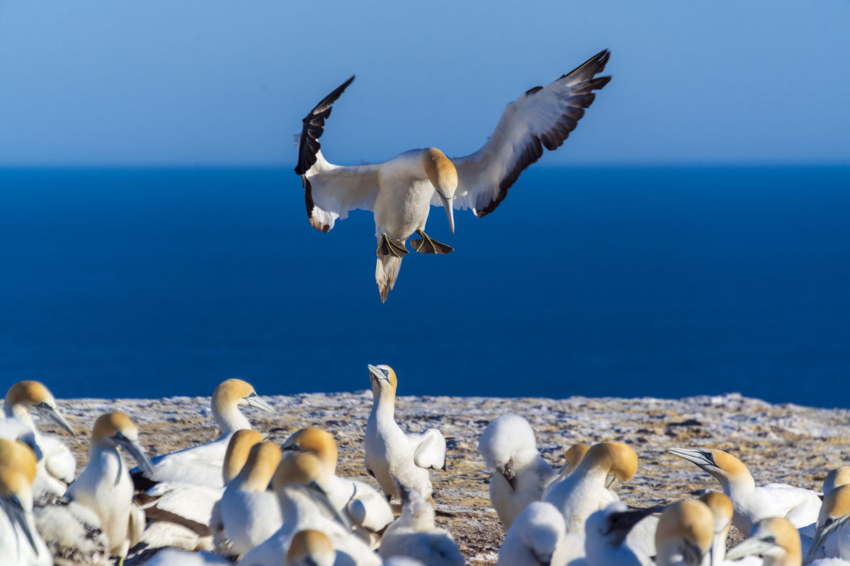 Divé vtáky sa vedia medzi sebou nájsť na...