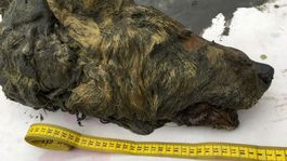 Vedci ukázali pravekého vlka. Hlava s neporušeným mozgom bola pod ľadom 40 tisíc rokov