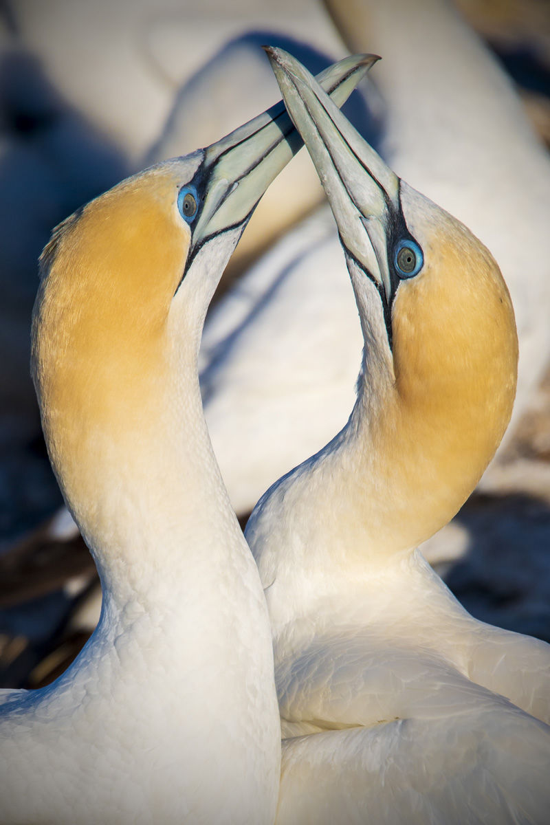 Tanec lásky dvoch divokých vtákov z kolónie...