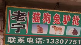 Najväčší masaker psov? Vitajte na čínskom festivale