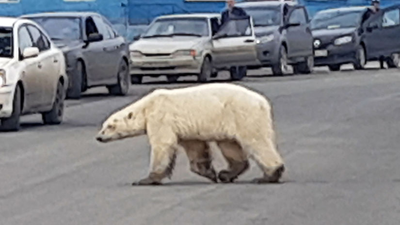 Rusko Sibír Polárny Medveď