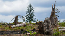 Plošné výruby v národných parkoch zakážu zákonom