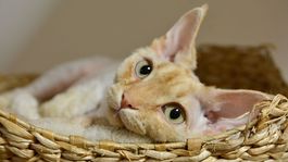 Ako sa seniori liečia „mačacou masážou“?