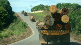 Lesníci sa bránia: V lokalite Vydrica vraj neťažia, iba spracúvajú kalamitu