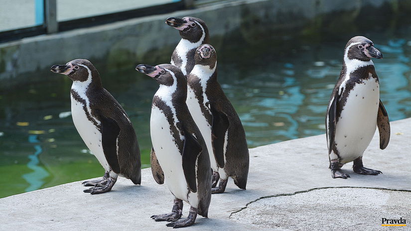 zoo košice tučniaky