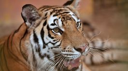 Talianskeho krotiteľa šeliem napadli a zabili štyri tigre