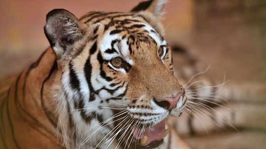 V Indii zastrelili tigra „ľudožrúta