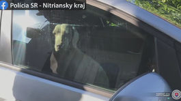 Pri Nitre nechali v rozhorúčenom aute psa. Ide o týranie! Pozrite si video