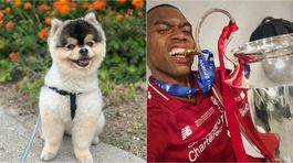 Sturridge má späť ukradnutého psa. Za jeho návrat napokon nezaplatil