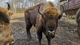 Zubry pred vyhynutím zachránili Slováci. Môžete ich navštíviť pri Topoľčiankach