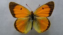 Zečák. Divočina v mestskom trávniku