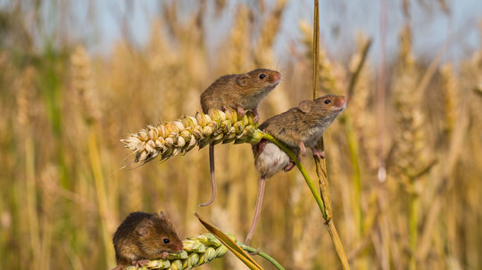 Kalamita s myšami na poliach je najväčšia za posledných 17 rokov