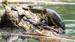 Jurský Šúr. Tajomný svet mokradí