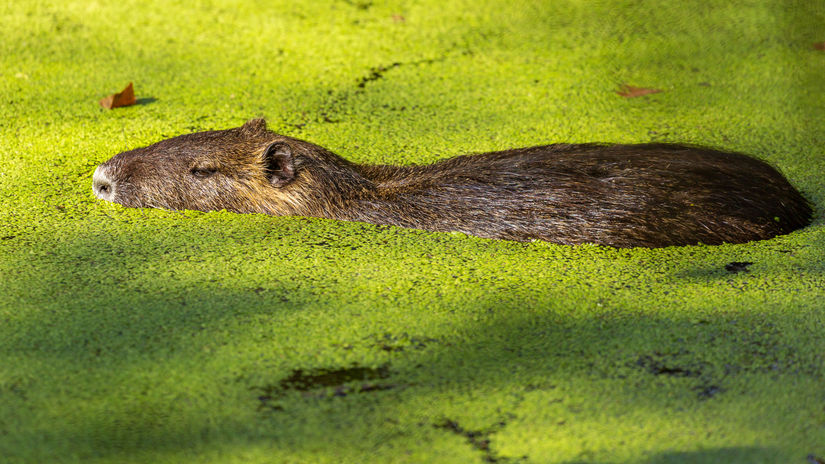 Domov si tu našla aj nutria.