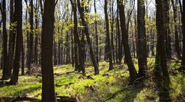 Lesy SR môžu aplikovať v lesoch v Bratislave chémiu, aktivisti ich preto žalujú