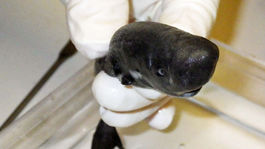 Vedci objavili vreckového žraloka, ktorý svieti