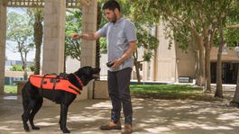 VIDEO: Pes sa učí novým povelom prostredníctvom vibračnej vesty