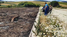 Jeleň sa takmer utopil v jame plnej hnoja