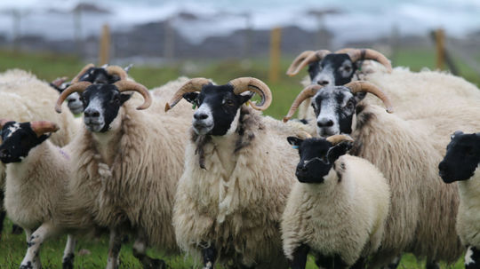 Ovečky plemena blackfaces - pre fotografa...