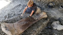 Francúzski vedci objavili gigantickú dinosauriu kosť