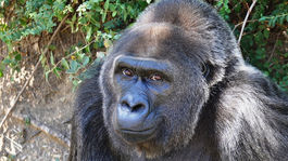 Zomrela Trudy, najstaršia gorila žijúca v zajatí