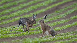V Novej Dedinke potvrdili králičí mor