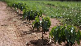 Za jediný deň vysadili v Etiópii vyše 200 miliónov stromov