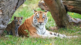 V Indii pribúda tigrov. Je ich asi tritisíc