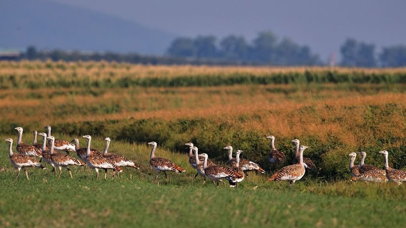 Kŕdeľ dropov fúzatých v typickom biotope.