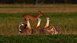 Sysľovské polia, kde ešte žijú dropy, sú chráneným vtáčím územím