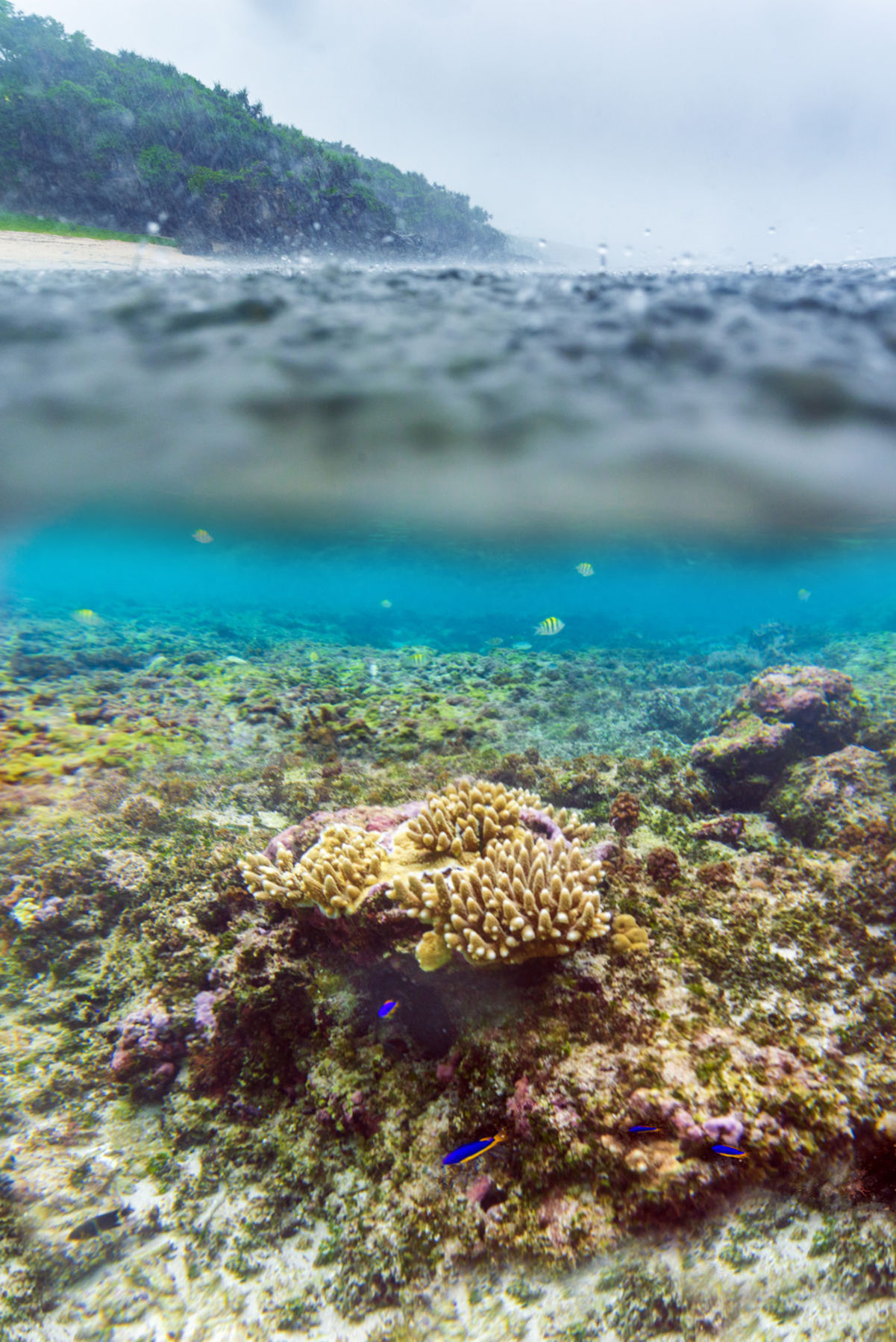 Tonga