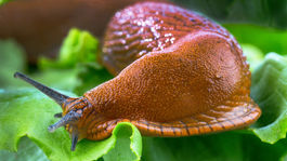 Moskvu zaplavili obrie slimáky