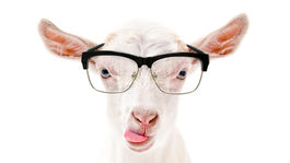 Kozy spoznajú emócie ostatných podľa ich mečania, zistila štúdia