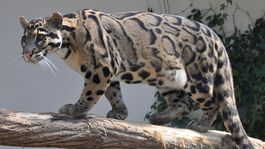 Najmenšieho 'šabľozubca' - leoparda obláčkového máme aj na Slovensku