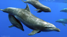 Delfín skákavý si 'adoptoval' veľrybu