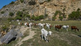 Devínska Kobyla: Stepný kraj pomohli obnoviť kozy