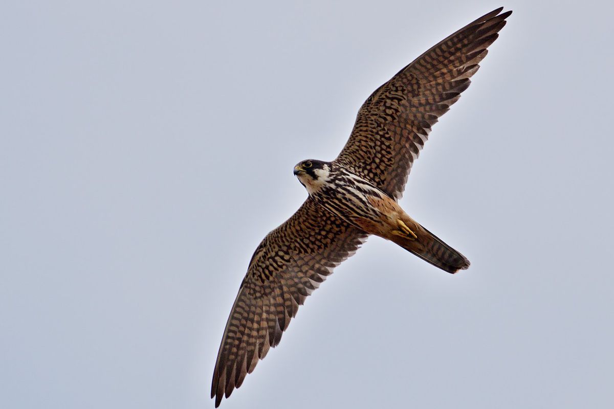 Sokol lastovičiar k nám prilieta hniezdiť z...