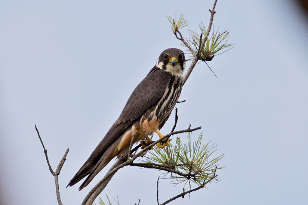 Sokol lastovičiar loví takmer výhradne vtáky,...