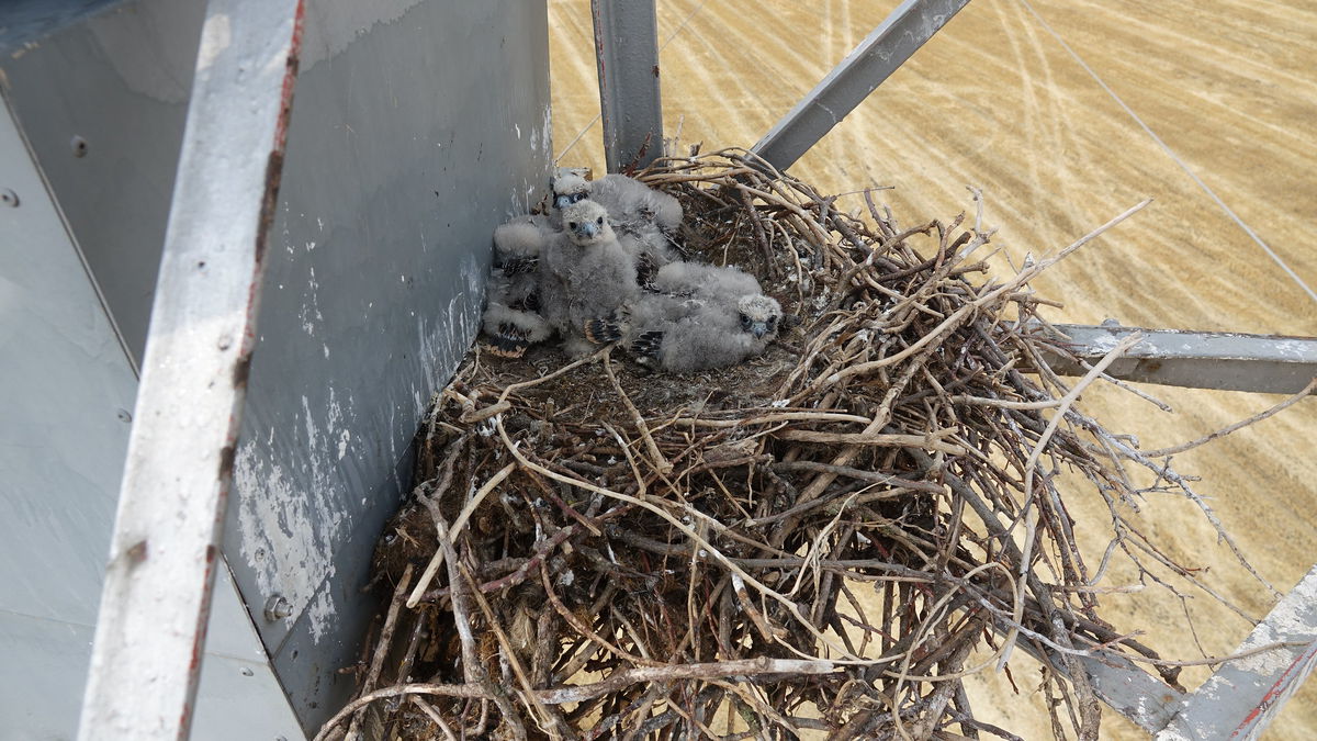 Všetky 4 mláďatá sokolov lastovičiarov sú podľa...